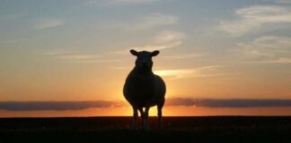 Hz. İsmail’in (a.s.) Hayatı