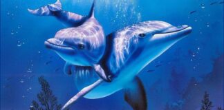 Hz. Yunus’un (a.s.) Hayatı